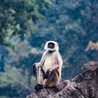 Нирвана и Наследие Катаны