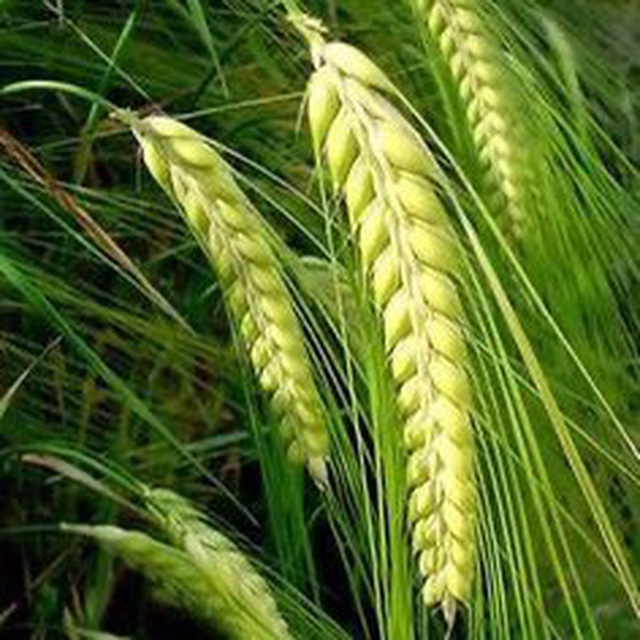 «метафизика Денег»